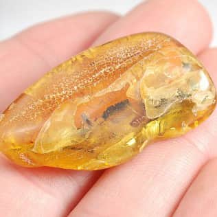 How was amber formed?