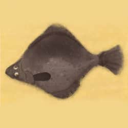 Why is the flounder flat?