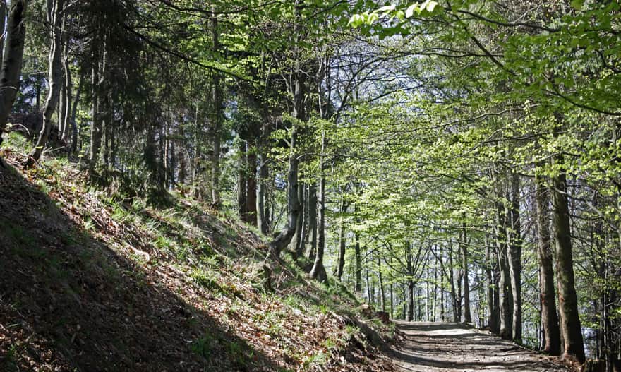 Niebieski szlak na Magurkę Wilkowicką z Przełęczy Przegibek