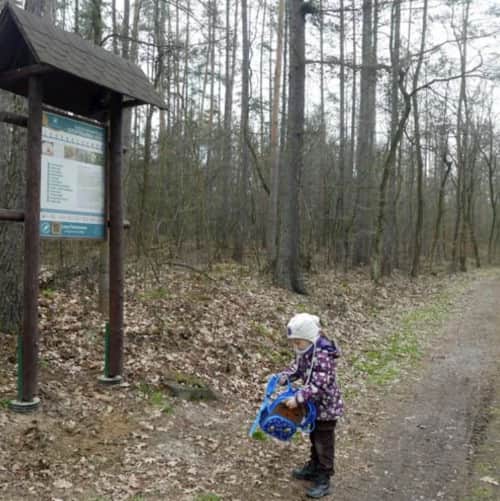 Niepołomice Forest: educational forest trail