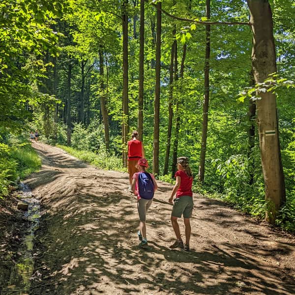 From Sucha Polana to Kudłacze, the Green Trail