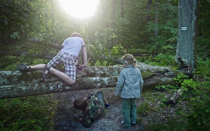 żółty szlak "Puszczańskie drzewa"