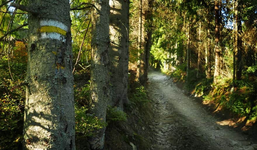 Żółty szlak na Turbacz - wspinaczka przez las