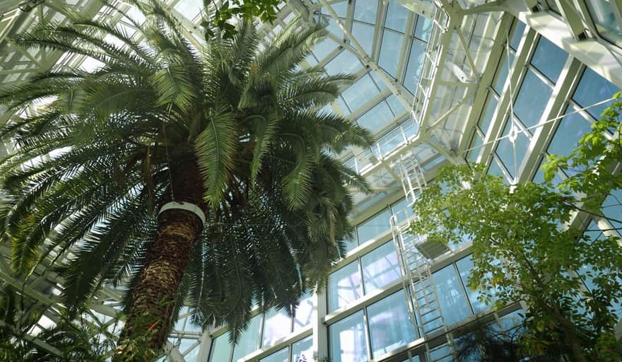 Ogród Botaniczny UJ - palma w szklarni Victoria