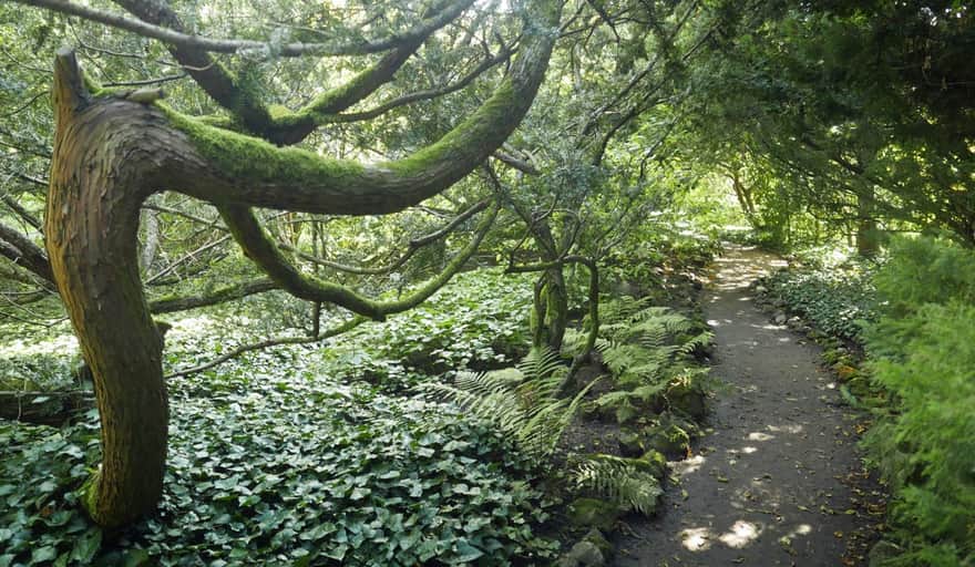 Ogród Botaniczny UJ - tajemnicze ścieżki arboretum