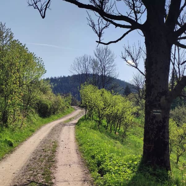 Szczawa Bukówka - Mogielica: blue trail