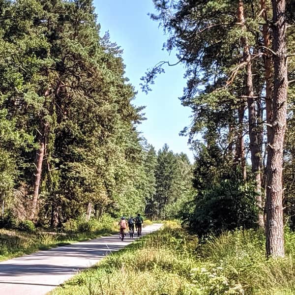 Bison Trail - asphalt route for bike or stroller in Niepolomice Forest