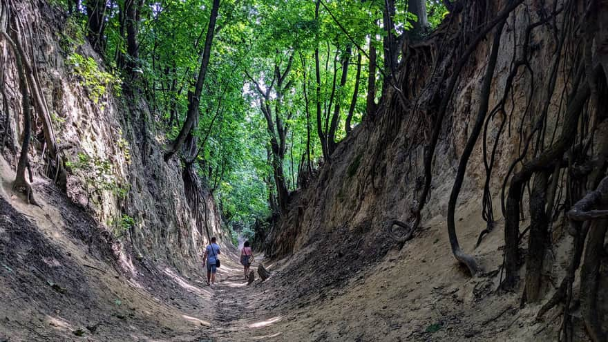 Loess gorges in Sandomierz