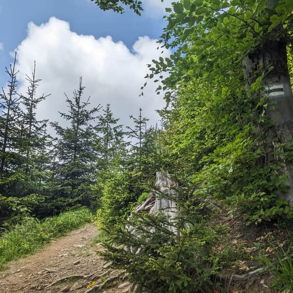 The easiest trail to the shelter on Hala Krupowa - black from Sidzina