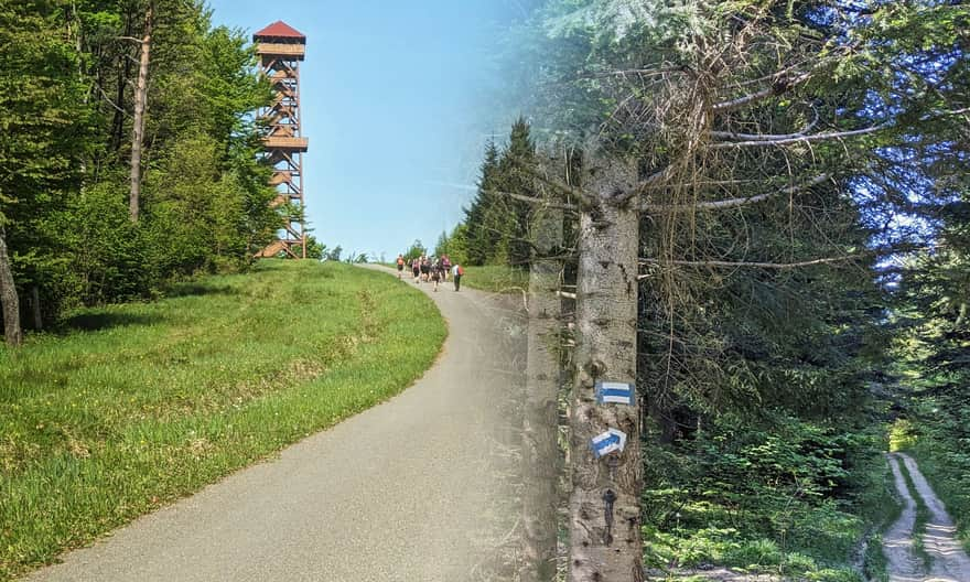 Blue trail Równica - Żuków - viewing tower on Holicy