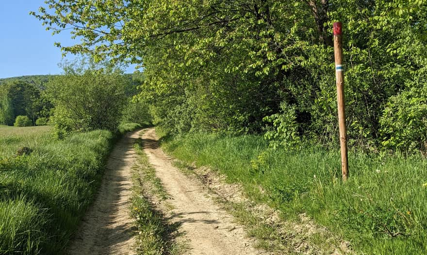 Niebieski szlak Równia - Żuków - wieża widokowa na Holicy