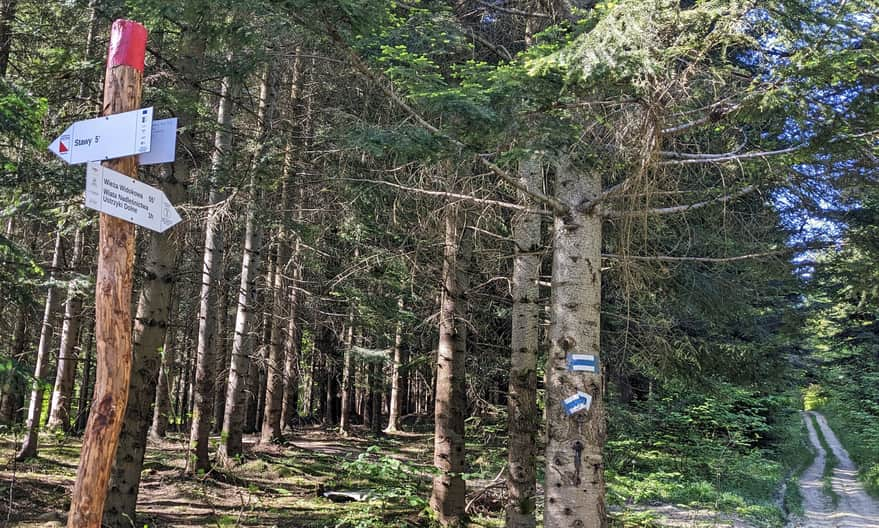 Niebieski szlak Równia - Żuków - wieża widokowa na Holicy