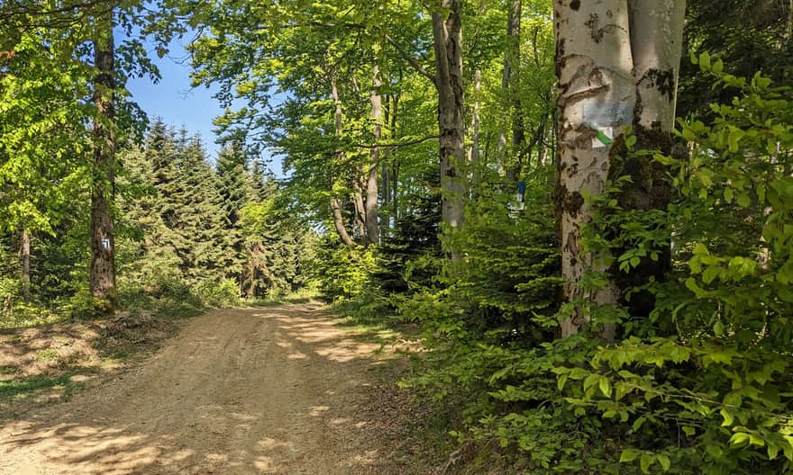 On the way to the viewing tower on Holicy. The blue trail turns left, we go straight.