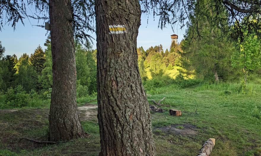 Yellow trail to the tower on Malnik in Muszyna