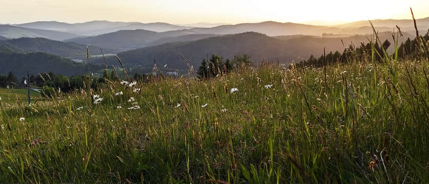 Scenic meadows near the top of Malnik