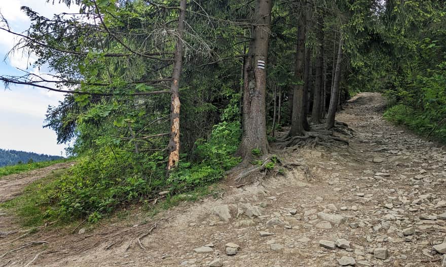 Strome i kamieniste podejście na trasie z Rabki-Zdrój na Maciejową