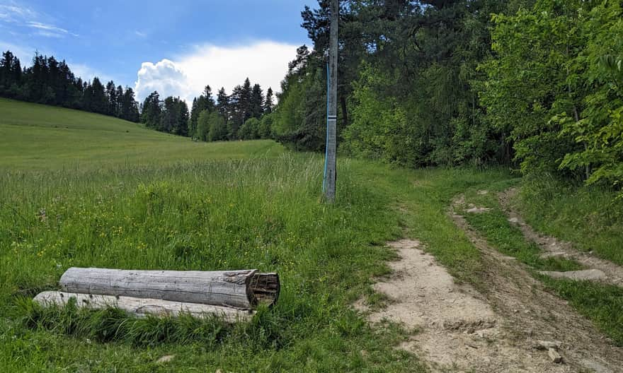 Black Trail from Rabka Słone to Maciejowa - ascent along the former ski slope