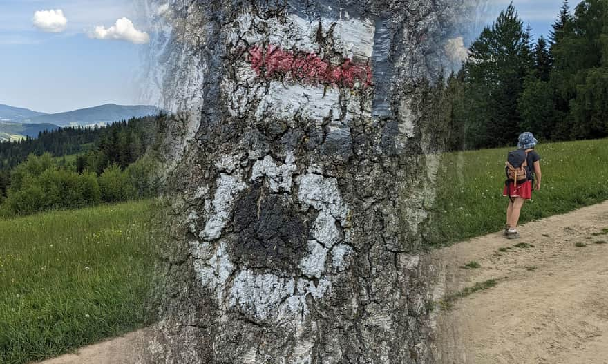 Czerwony i czarny szlak na Maciejową