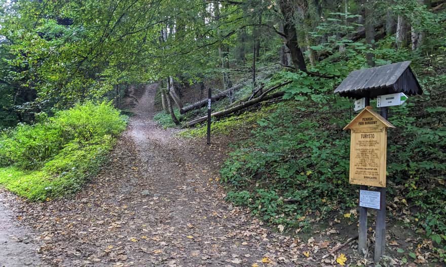 Zielony szlak z Krościenka na Sokolicę - wejście w las