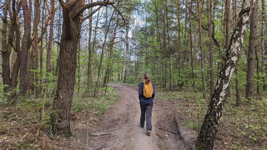 Trasa rowerowa przy wschodnim brzegu zbiornika Pogoria IV