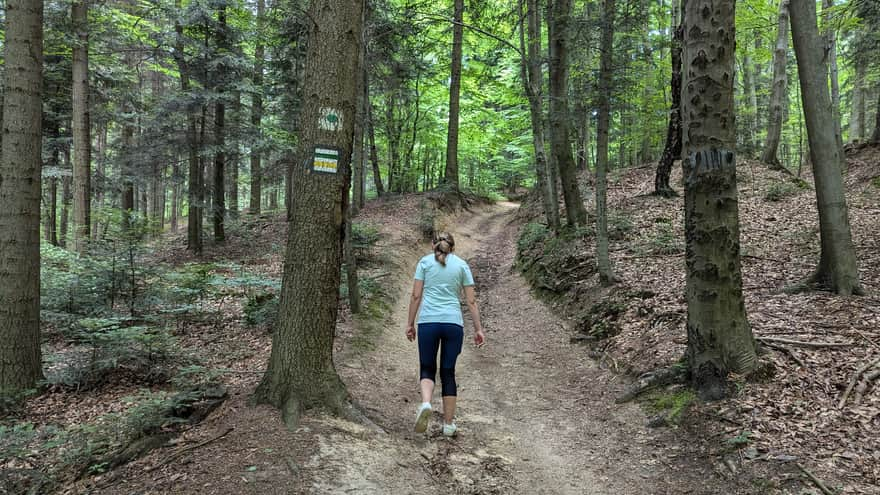 Green trail from Brzanka to Ostry Kamień