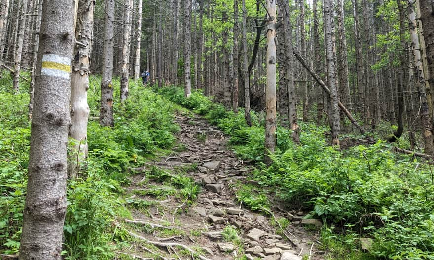 Yellow trail between Mosorny Groń and Cyl Hali Śmietanowej - steep climb just before the summit