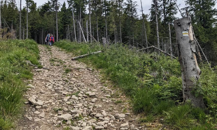 Yellow trail between Mosorny Groń and Cyl Hali Śmietanowej - start of the steep climb