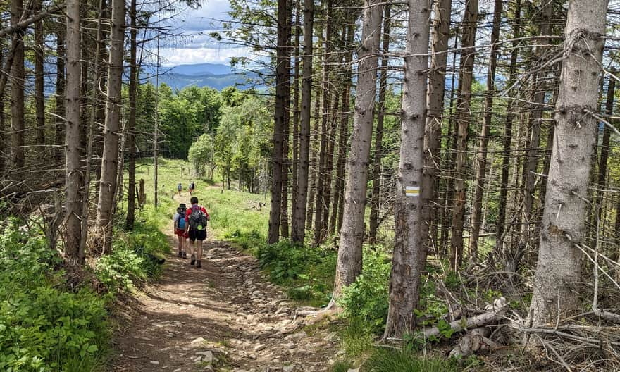 Yellow trail between Mosorny Groń and Cyl Hali Śmietanowej