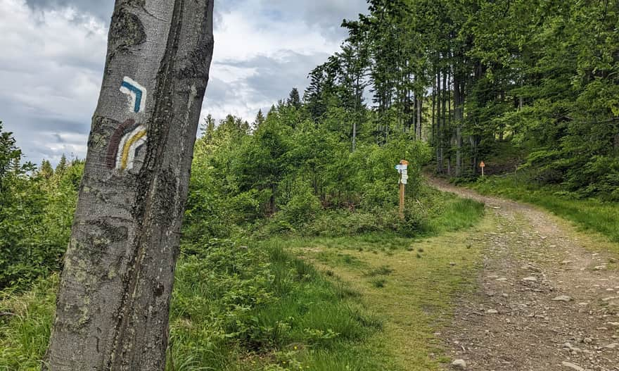 Junction of the yellow and blue trails. Turn left here to reach the green trail.