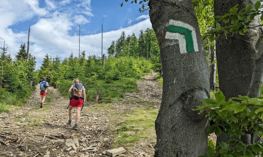 Green trail through the Na Policy im. Prof. Zenon Klemensiewicz reserve