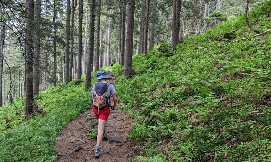 Green trail: path through the reserve on the northern slopes of Polica