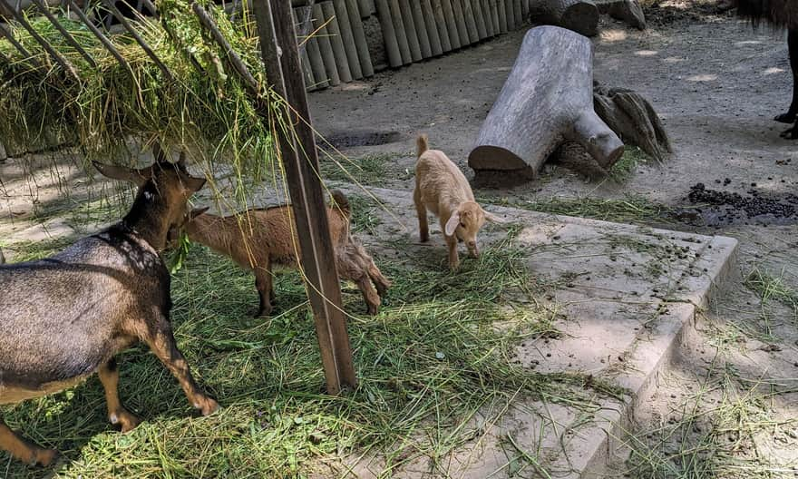 Małe koźlątka w krakowskim "mini zoo"