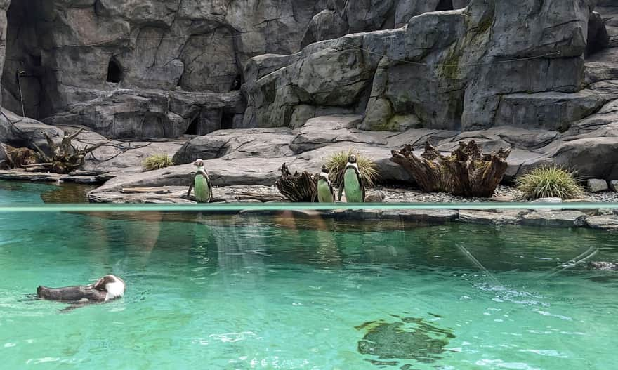 Pingwinom w krakowskim zoo upały niestraszne!