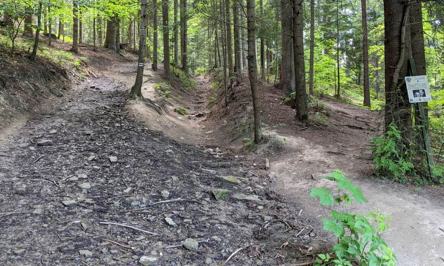 Green trail - forest path