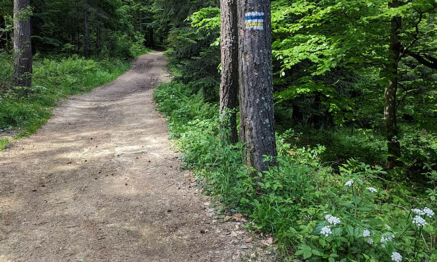 Blue and yellow trail from Przełęcz Krzyżowa to Drabiakówka and Słotwiny tower