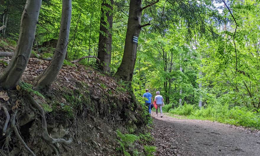 Green trail from Krynica-Zdrój to Słotwiny tower