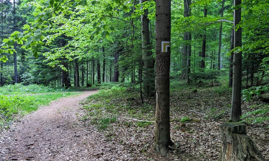 Żółty szlak na Górze Krzyżowej