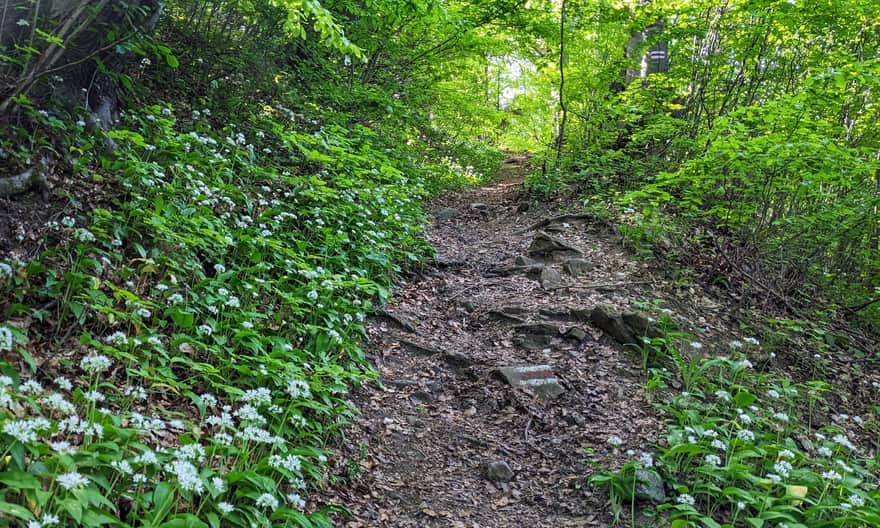 Beginning of the Red Trail to Cergowa from Nowa Wieś - entrance to the forest