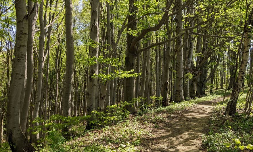 Beech forest at the foot of Cergowa