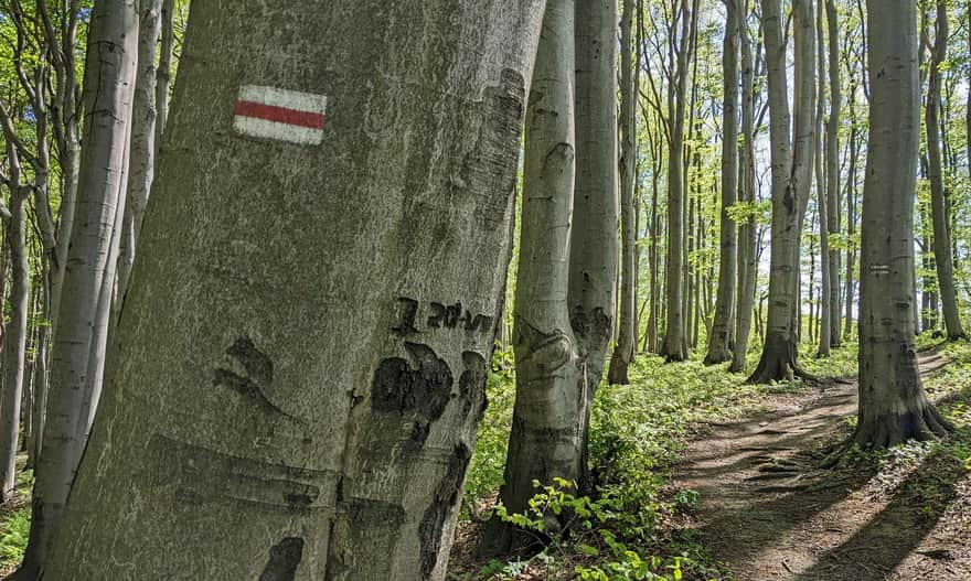 Red Trail to Cergowa - a pleasant forest path among beeches