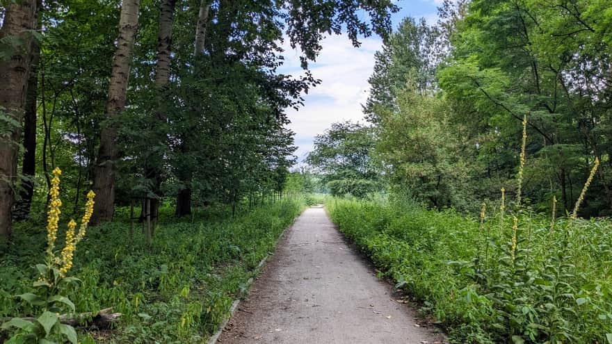 Ścieżka z kąpieliska Pogoria III do zbiornika Pogoria II