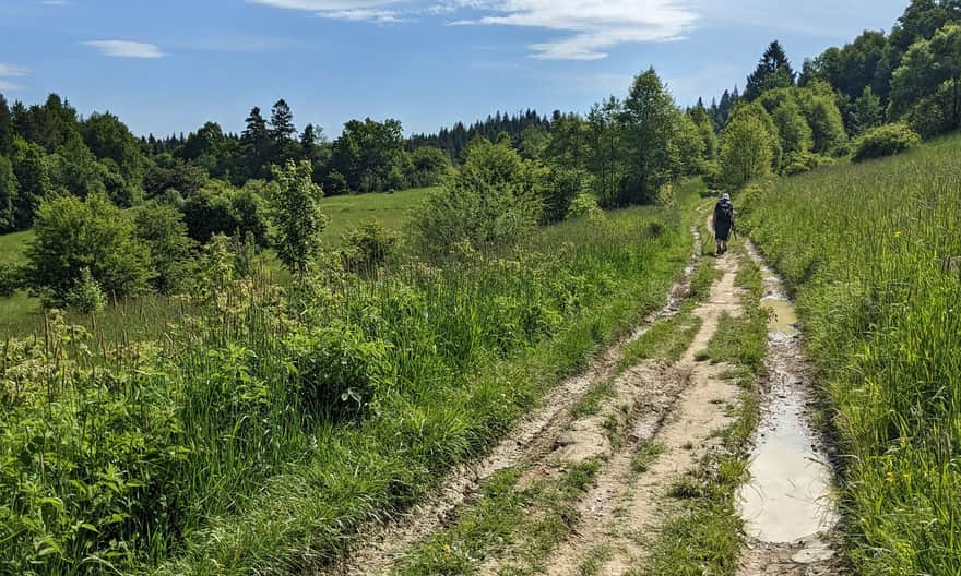 Blue trail from Rabka-Zdrój to the lookout tower on Polczakówka