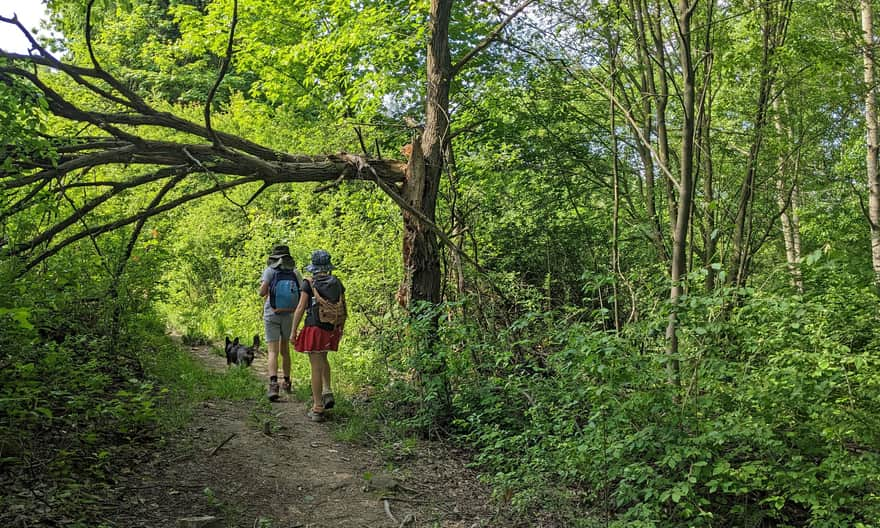 Blue trail from Rabka-Zdrój to the lookout tower on Polczakówka