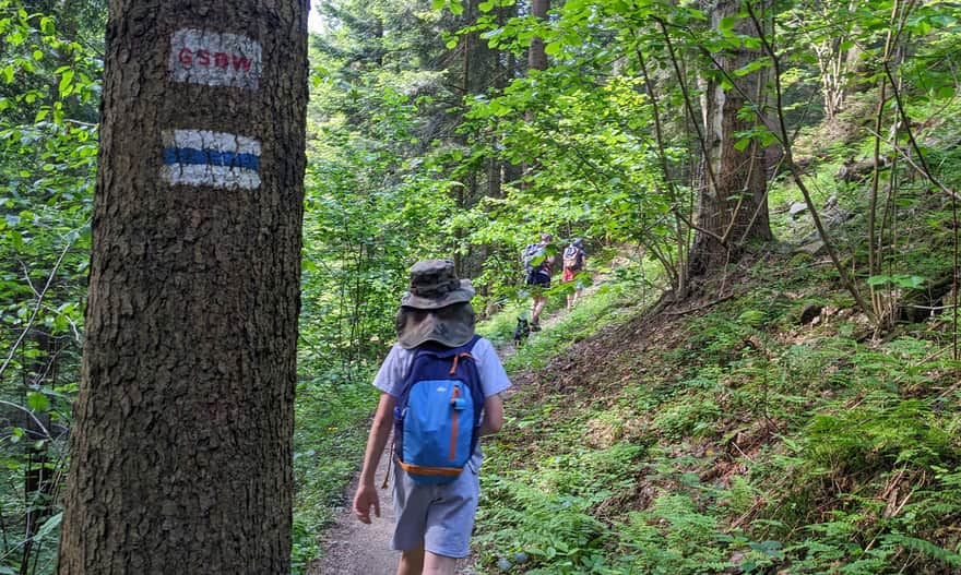 Blue trail Rabka Zaryte - Polaczkówka