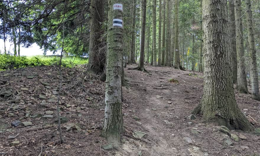 Descent from Grzebień towards Rabka Zaryte