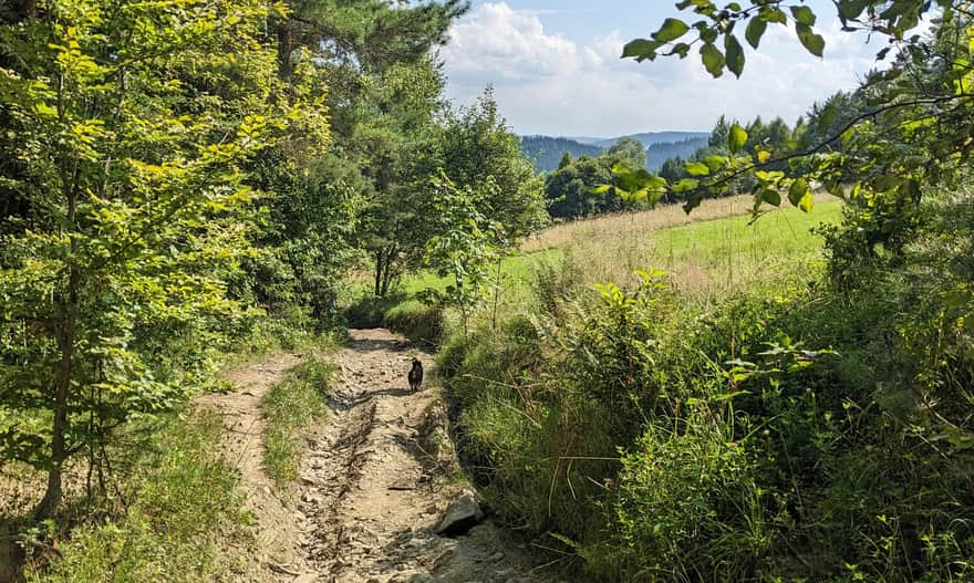 Blue Trail: Rabka Zaryte - Luboń Wielki