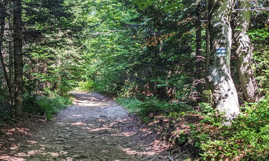 Green and Blue Trail to the top of Luboń Wielki - we are almost there!