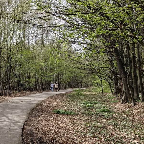 Wzdłuż lasu Lipie